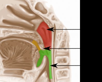 11 популярных советов, которые не спасут вас от коронавируса
